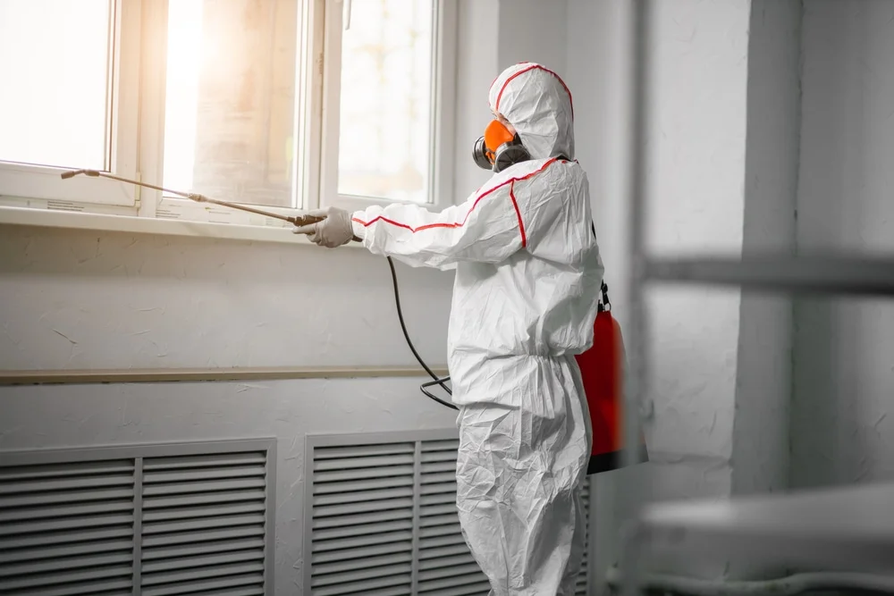 Professional mold remediation services in Sunland Park, NM